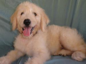 Trey-EnglishTeddyBearGoldendoodleMale-